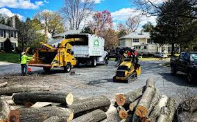 How Our Tree Care Process Works  in  Dallas, TX