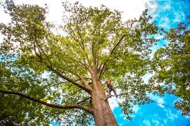 Best Emergency Tree Removal  in Dallas, TX